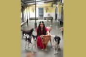 Adah appeals to the Prime Minister on behalf of the stray animals